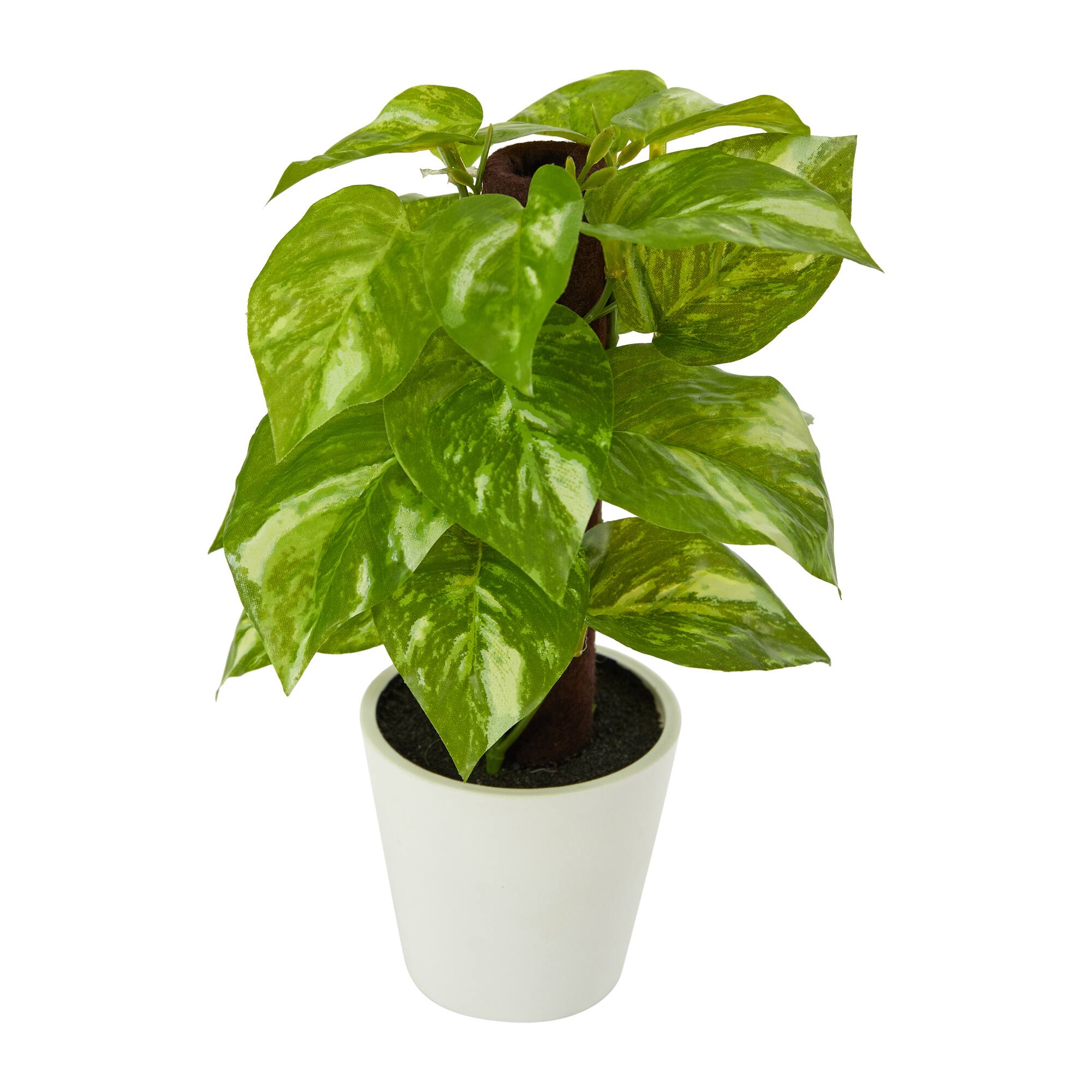 9" Pothos Plant in Decorative White Planter
